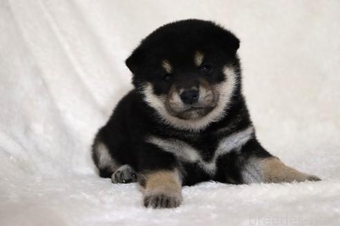 成約済の滋賀県の柴犬-377158の15枚目