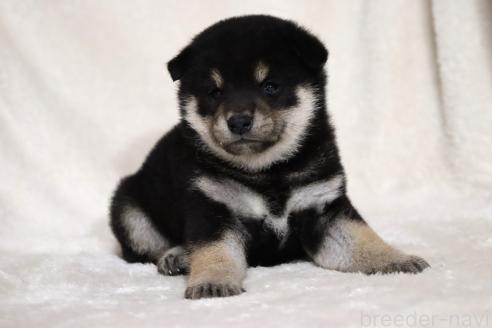 成約済の滋賀県の柴犬-377158の14枚目