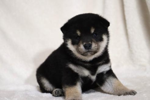 成約済の滋賀県の柴犬-377158の13枚目