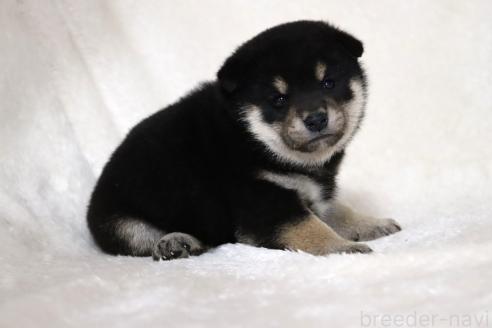 成約済の滋賀県の柴犬-377158の12枚目