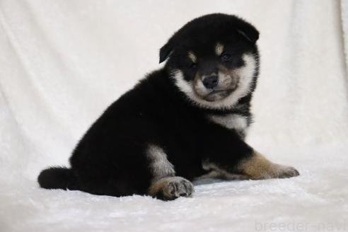 成約済の滋賀県の柴犬-377158の11枚目
