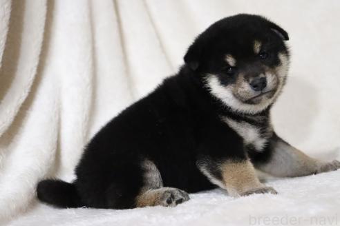 成約済の滋賀県の柴犬-377158の10枚目