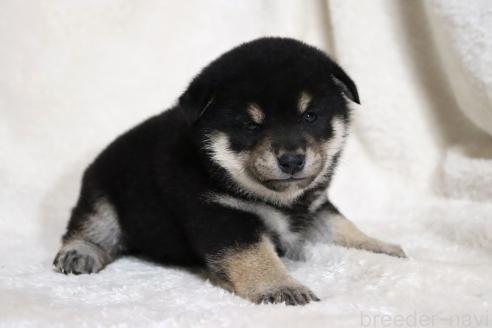 成約済の滋賀県の柴犬-377158の9枚目