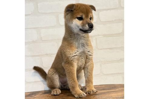 成約済の大阪府の柴犬-369227の8枚目