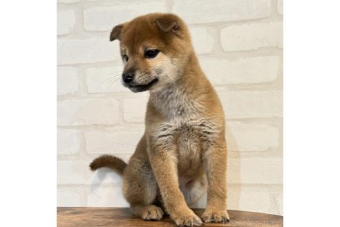 成約済の大阪府の柴犬-369227の7枚目