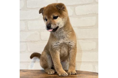 成約済の大阪府の柴犬-369227の1枚目