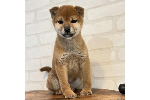 成約済の大阪府の柴犬-369227の6枚目