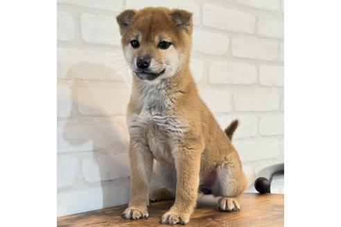 成約済の大阪府の柴犬-369227の5枚目