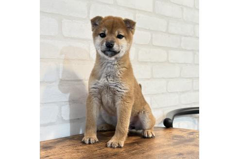 成約済の大阪府の柴犬-369227の4枚目