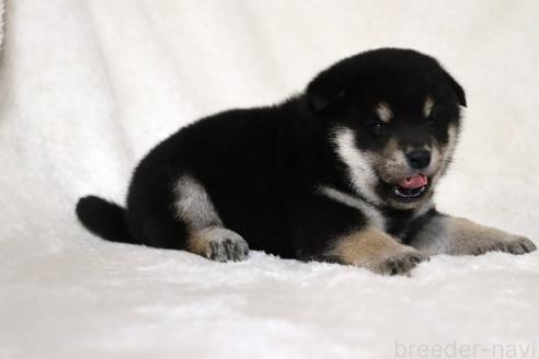 成約済の滋賀県の柴犬-377158の7枚目