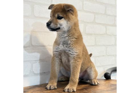 成約済の大阪府の柴犬-369227の3枚目