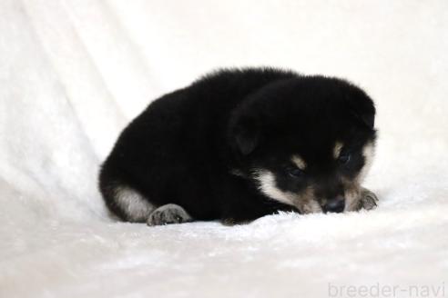 成約済の滋賀県の柴犬-377158の6枚目