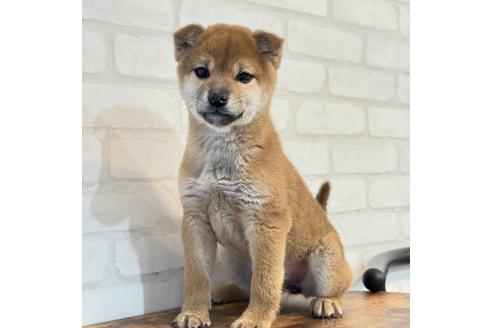 成約済の大阪府の柴犬-369227の2枚目