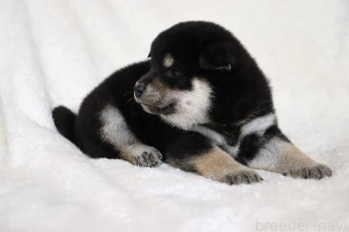 成約済の滋賀県の柴犬-377158の5枚目