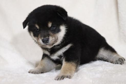 成約済の滋賀県の柴犬-377158の4枚目