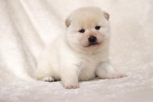 成約済の滋賀県の柴犬-377163の15枚目