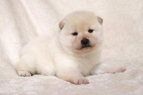 成約済の滋賀県の柴犬-377163の14枚目