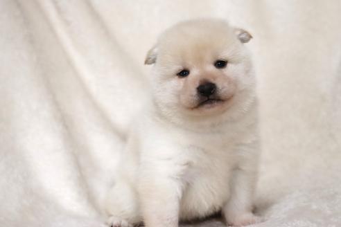 成約済の滋賀県の柴犬-377163の13枚目