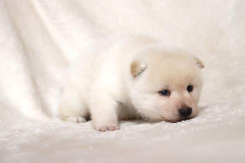 成約済の滋賀県の柴犬-377163の12枚目