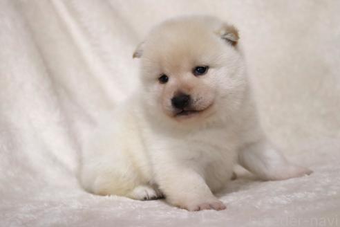 成約済の滋賀県の柴犬-377163の11枚目