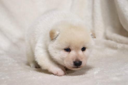 成約済の滋賀県の柴犬-377163の10枚目