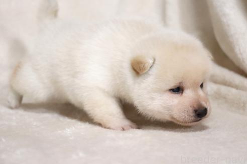 成約済の滋賀県の柴犬-377163の9枚目