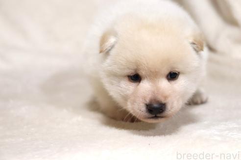成約済の滋賀県の柴犬-377163の8枚目