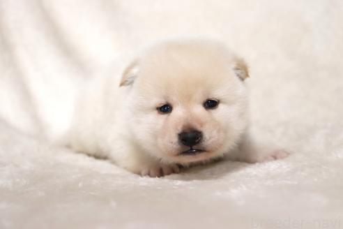 成約済の滋賀県の柴犬-377163の7枚目
