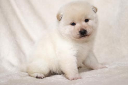成約済の滋賀県の柴犬-377163の6枚目