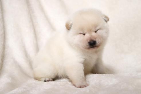 成約済の滋賀県の柴犬-377163の5枚目