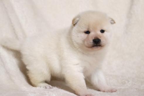 成約済の滋賀県の柴犬-377163の4枚目