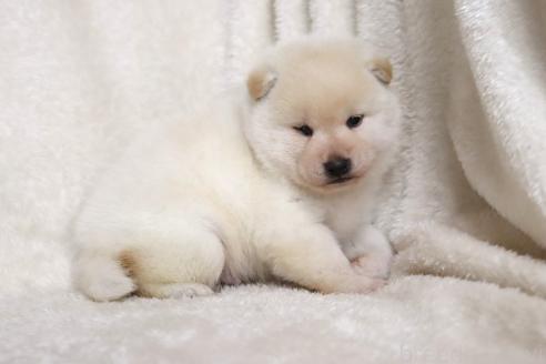 成約済の滋賀県の柴犬-377163の3枚目