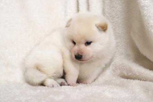 成約済の滋賀県の柴犬-377163の2枚目
