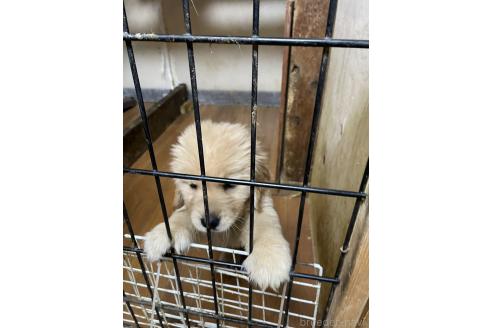 成約済の埼玉県のゴールデンレトリーバー-371306の2枚目