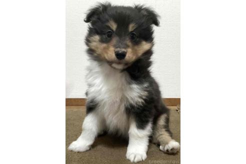 成約済の神奈川県のシェットランドシープドッグ(シェルティ)-374445の2枚目