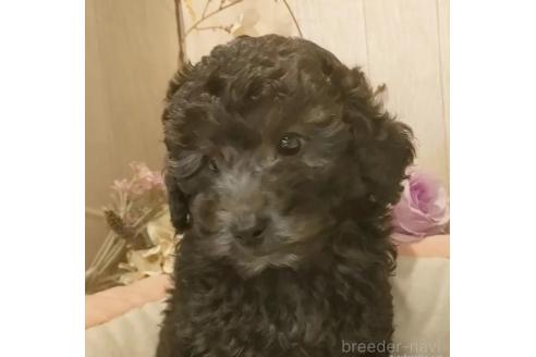 成約済の愛知県のティーカッププードル-374249の1枚目