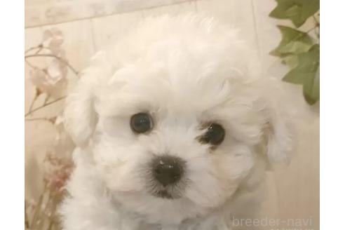 成約済の愛知県のビションフリーゼ-373106の9枚目