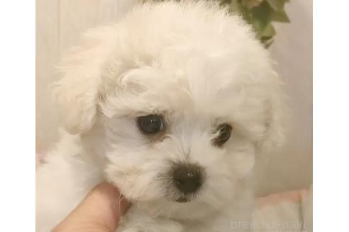 成約済の愛知県のビションフリーゼ-373106の8枚目