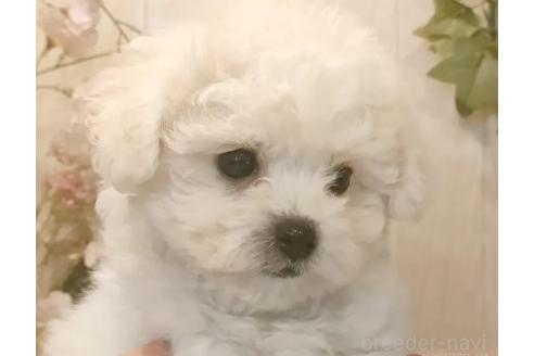 成約済の愛知県のビションフリーゼ-373106の7枚目