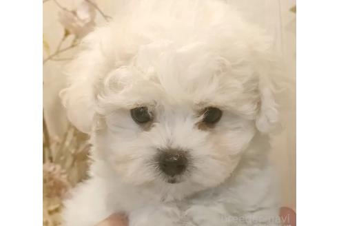 成約済の愛知県のビションフリーゼ-373106の5枚目