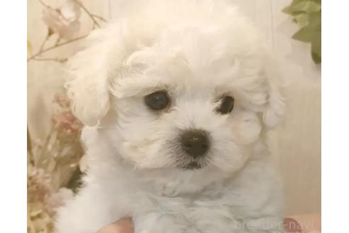 成約済の愛知県のビションフリーゼ-373106の4枚目