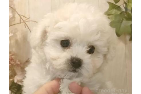 成約済の愛知県のビションフリーゼ-373106の3枚目