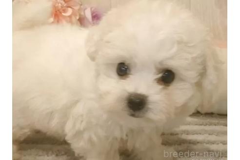 成約済の愛知県のビションフリーゼ-373106の2枚目