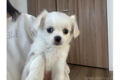 販売中の埼玉県のミックス犬-377176の12枚目