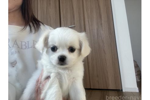 販売中の埼玉県のミックス犬-377176の11枚目
