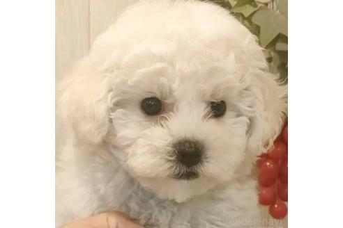 成約済の愛知県のビションフリーゼ-372897の1枚目