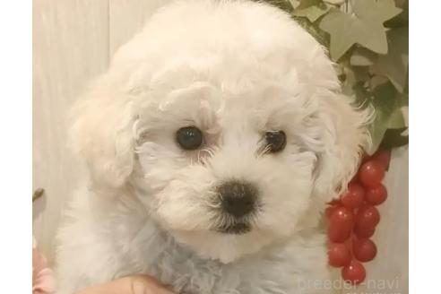 成約済の愛知県のビションフリーゼ-372897の8枚目