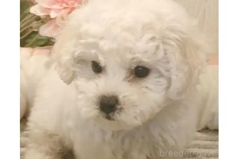 成約済の愛知県のビションフリーゼ-372897の3枚目