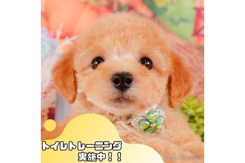 成約済ののトイプードル-377049