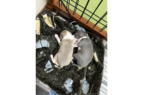 成約済の滋賀県のイタリアングレーハウンド(イタグレ)-373612の7枚目